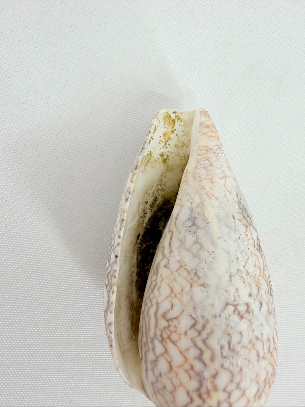 Seashell from down by the seashore - Picture 6 of 7